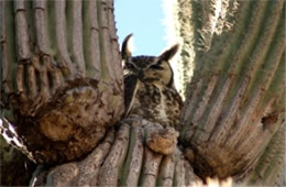 Bubo virginianus - Great Horned Owl