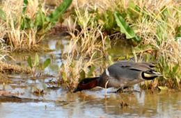 Anas crecca - Green-winged Teal