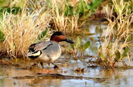 Anas crecca - Green-winged Teal