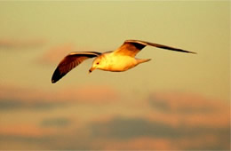 Larus delawarensis - Ring-Billed Gull in Flight