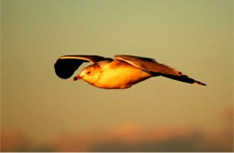 Larus delawarensis - Ring-Billed Gull in Flight