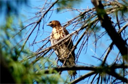 Buteo - Hawk