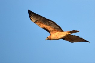 Hawk in Flight