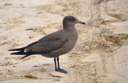 Larus heermanni - Heermann's Gull