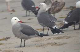 Larus heermanni - Heermann's Gull