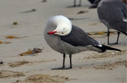 Larus heermanni - Heermann's Gull