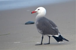 Larus heermanni - Heermann's Gull