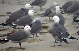 Larus heermanni - Heermann's Gull