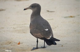 Larus heermanni - Heermann's Gull