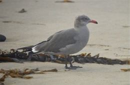 Larus heermanni - Heermann's Gull