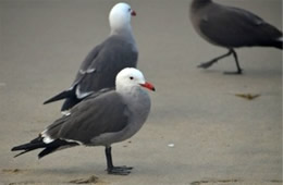 Larus heermanni - Heermann's Gull