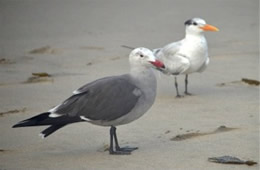 Larus heermanni - Heermann's Gull