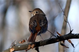 Catharus guttatus - Hermit Thrush