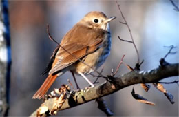 Catharus guttatus - Hermit Thrush