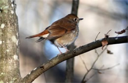 Catharus guttatus - Hermit Thrush