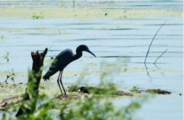 Egretta caerulea - Little Blue Heron