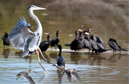 Ardea herodias - Great Blue Heron Landing