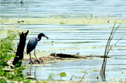 Egretta caerulea - Little Blue Heron with prey