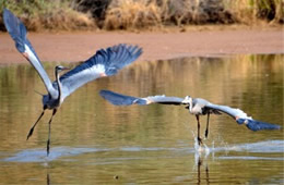 Ardea herodias - Great Blue Herons