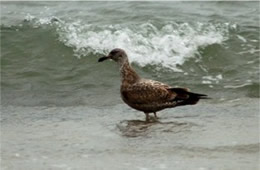 Larus argentatus - Herring Gull