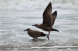 Larus argentatus - Herring Gulls