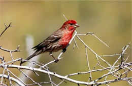 Carpodacus mexicanus - House Finch