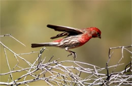 Carpodacus mexicanus - House Finch