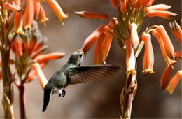 Hummingbird