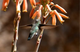 Hummingbird