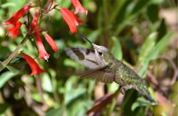 Hummingbird