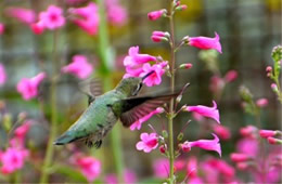 Hummingbird