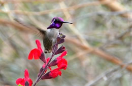 Hummingbird