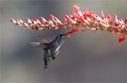 Hummingbird Nectaring on Ocotillo Flowers