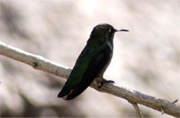 Hummingbird Perching