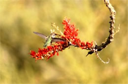 Hummingbird Nectaring on Ocotillo Flowers