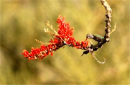 Hummingbird Nectaring on Ocotillo Flowers