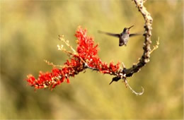 Hummingbird Nectaring on Ocotillo Flowers