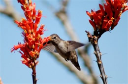 Hummingbird Nectaring on Ocotillo Flowers