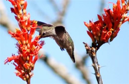 Hummingbird Nectaring on Ocotillo Flowers