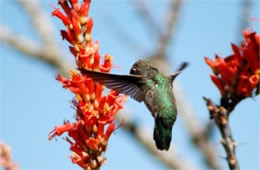 Hummingbird Nectaring on Ocotillo Flowers