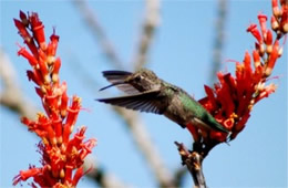 Hummingbird Nectaring on Ocotillo Flowers