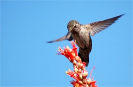 Hummingbird Nectaring on Ocotillo Flowers