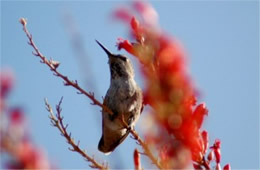 Hummingbird Perching on Ocotillo Flowers