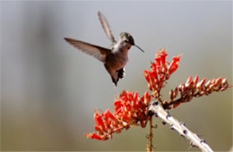 Hummingbird Nectaring on Ocotillo Flowers