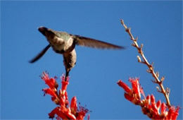 Hummingbird Nectaring on Ocotillo Flowers