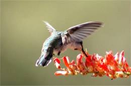 Hummingbird Nectaring on Ocotillo Flowers