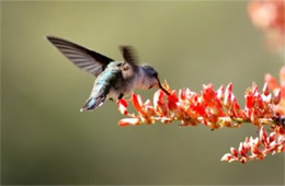 Hummingbird Nectaring on Ocotillo Flowers