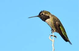 Hummingbird