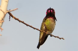 Hummingbird