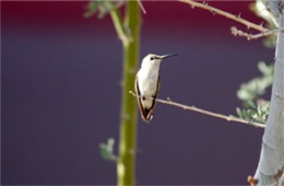 Hummingbird